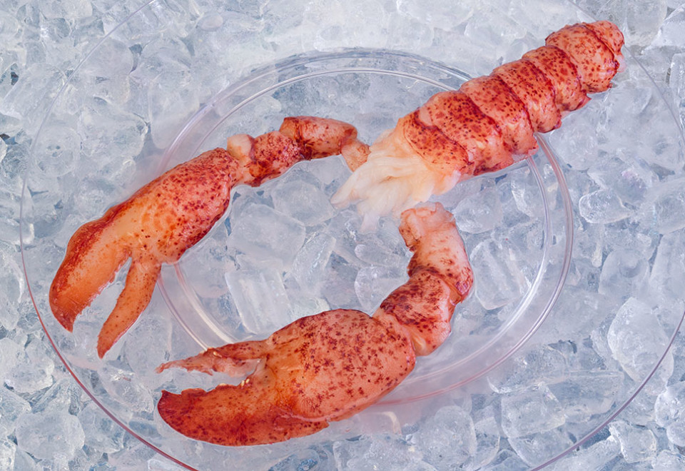 Paquete HPP de colas, pinzas y codillos de langosta (alimento crudo)