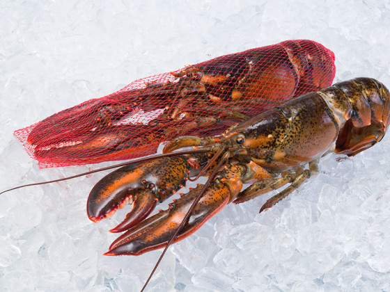 Homard cru THP (entier/dans un filet)